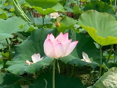 -梁鸿国家湿地公园