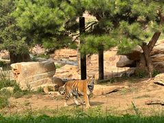 -北京野生动物园