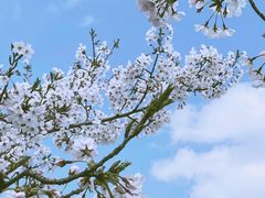 -上海山野camping·户外天幕烧烤·团建拓展营地