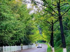 -铁山坪森林公园