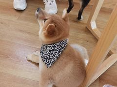 -柴犬小屋·柴餐厅·狗咖食堂(金鼎广场店)