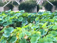 -石家庄市植物园