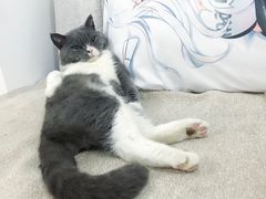 -伟伟宠物医院·瑞派猫友好医院·猫科(光谷店)