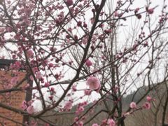 -香雪海