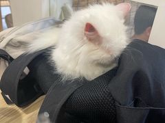 -楼上猫咖(罗湖店)