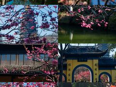 -红梅公园