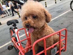 -帕帕拉兹宠物(亚洲旗舰店)