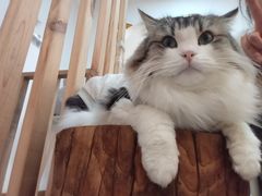 -柴迷FANS CLUB·柴犬狗咖·猫咖