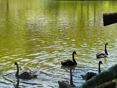 -沈阳森林动物园