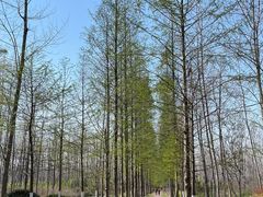 -合肥滨湖国家森林公园