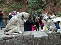 -Multnomah Falls Lodge Restaurant