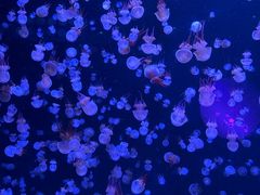-合肥海洋世界