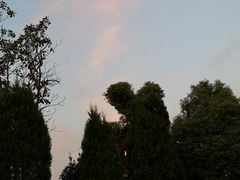 -东山香樟园