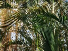 -国家植物园南园