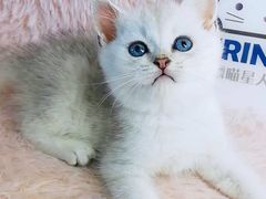 -十年猫舍·猫咪专门店(普陀店)