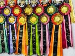 -青奢宠物·青奢猫舍