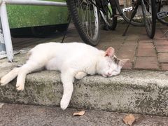 -心语宠物医院·急重症转诊中心·瑞辰华诺(南青路店)