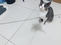 -喜多萌中农锦绣动物医院24H·猫科·牙科MRI·CT