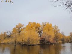 -金塔沙漠胡杨林景区