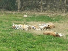 -西安秦岭野生动物园