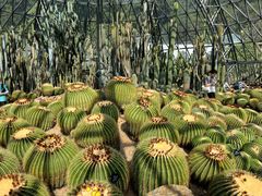 -深圳仙湖植物园