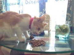 -Sirena海妖日咖夜酒