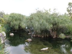 -三塔倒影公园