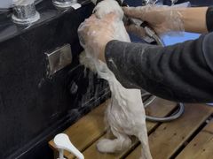 -宠颐生斯嘉宠物医院·急重症·心内科(谷阳北路分院)
