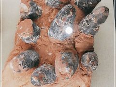 -浙江自然博物院(杭州馆)