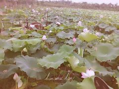 -武汉紫薇都市田园