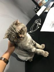 店内环境 有小猫猫哦-AC TATTOO 纹身