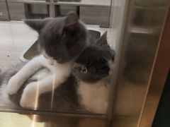 -飞行喵MR PILOT|猫舍·猫咖(静安大融城店)