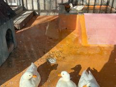 -北京市海淀外国语实验学校