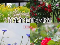 -菊园百果园