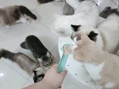 -鼓捣猫呢主题猫咖店