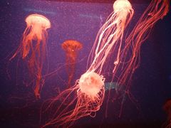 -福州罗源湾海洋世界旅游区