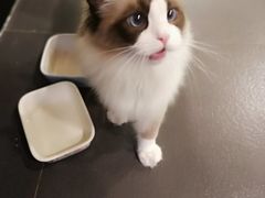 -十年猫舍·猫咪专门店(普陀店)