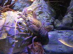 -悉尼海洋生物水族馆