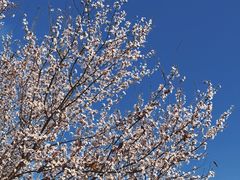 -两河城市森林公园