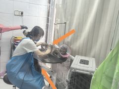 -利又安动物医院··老年病·猫科犬科·中兽医