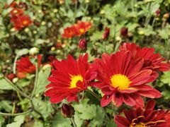 -光明小镇欢乐田园