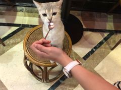 -猫色咖啡·猫咖