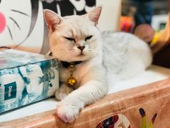 -李小姐の猫咖啡馆(五角场店)