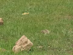 -乌兰布统草原
