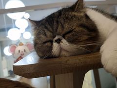-李小姐の猫咖啡馆(五角场店)