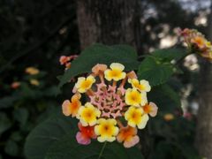 android_upload_pic-金鸡山公园
