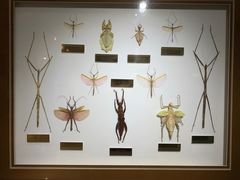 -上海昆虫博物馆