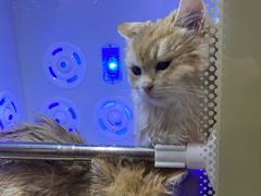 -PETKIT小佩宠物·低压洗护(国顺东路店)