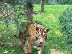 -北京野生动物园