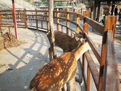 -北京鹿世界主题园